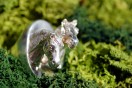 Designer Love // Silversmith