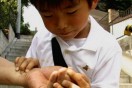 MIFF Review: Beetle Queen Conquers Tokyo