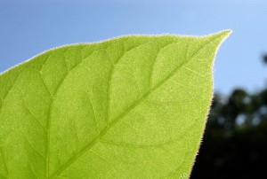 Wi-Fi could be killing our trees