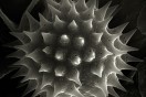 Microcosm