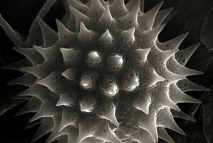 Microcosm