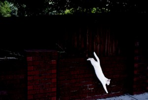 Local street photographer wins international award