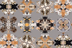 Kittens wrapping paper