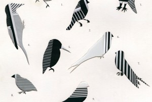 ‘Unlikely Avian Taxonomies’ exhibition