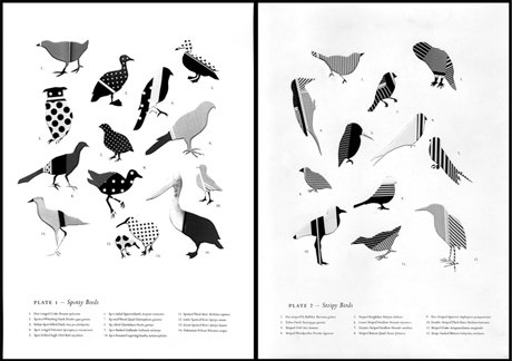 unlikelyaviantaxonomies