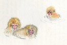 The Public Life of Monkeys