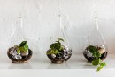 terranium_thumb