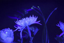 Still from Sydney designer's Maricor/Maricar animation project