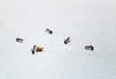 Ants