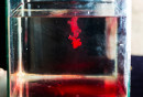 Pearce drops blood into water. Image courtesy of pentagram.com